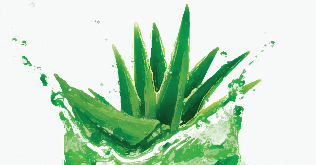 Benefits of Aloe Vera | ग्वारपाटा के फायदे – Amrutam
